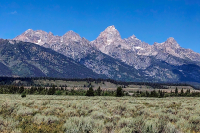 This must be the place: 'You belong among the wildflowers, you belong somewhere close to me'