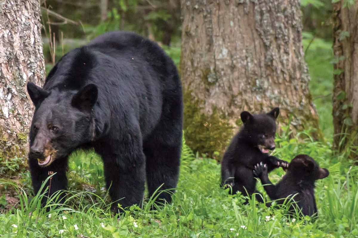 The release of “Mabel Meets a Black Bear” coincides with the bears emergence from winter hibernation. Phil Horton photo