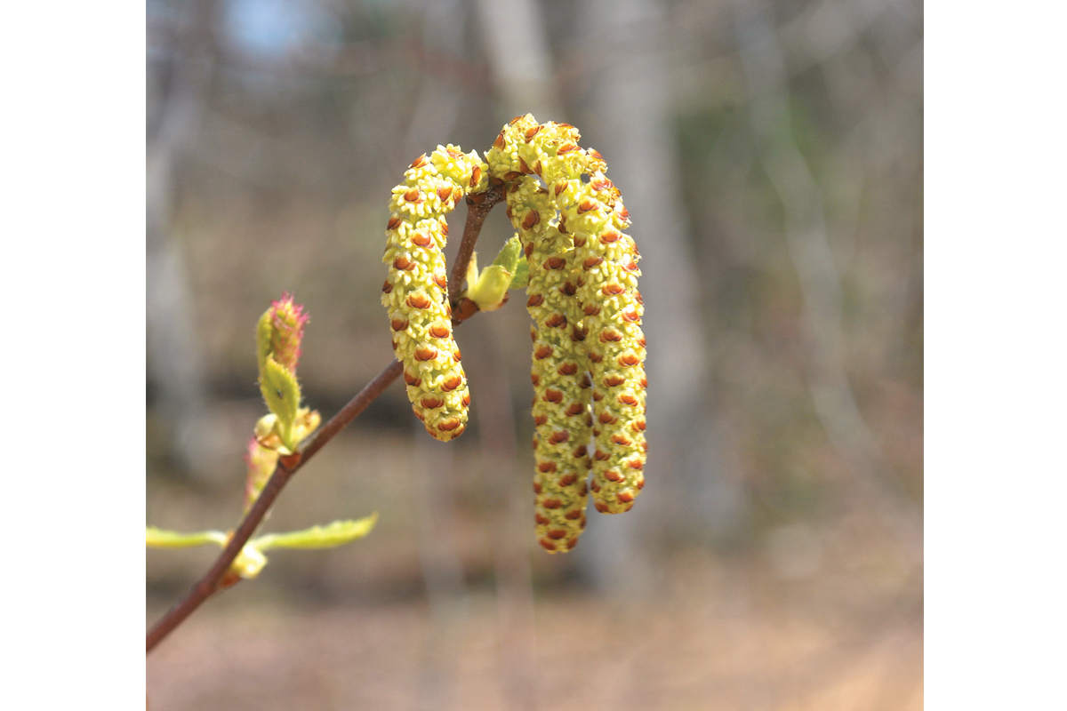 The distinctive catkin of the hazel alder is a helpful clue  for winter tree identification. Adam Bigelow photo