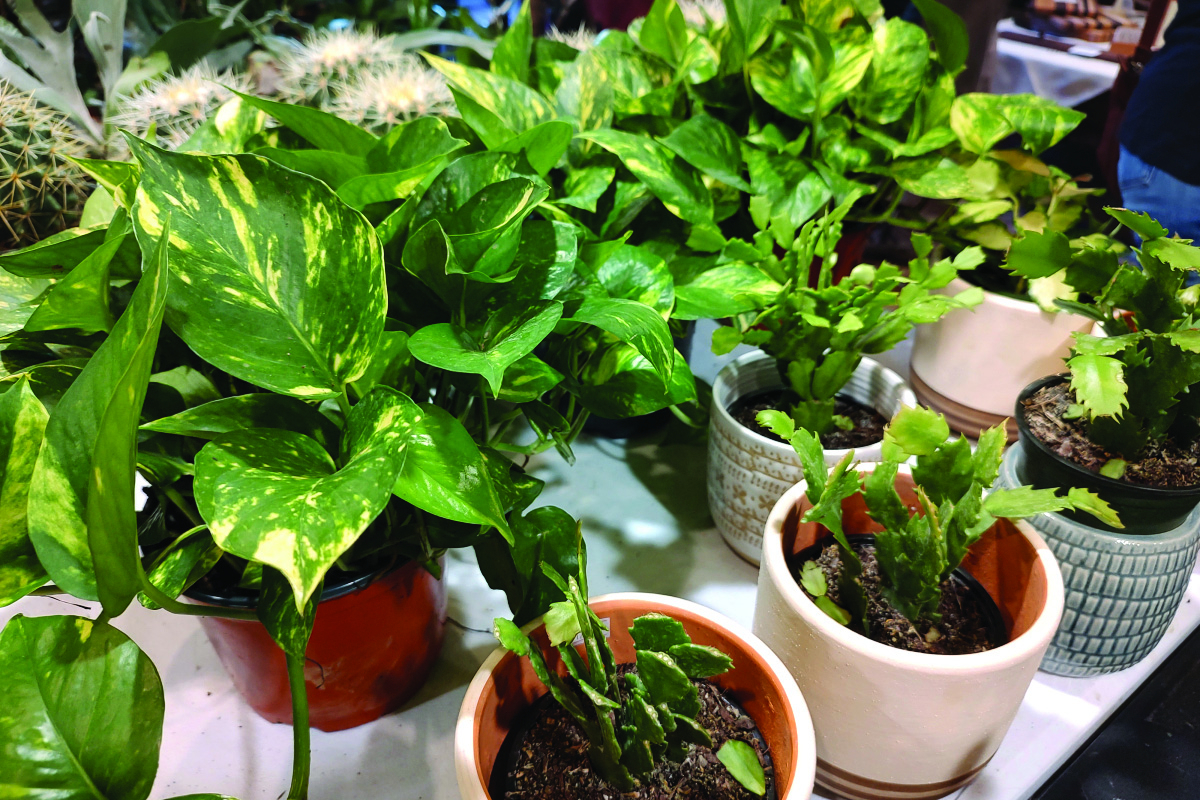 Haywood master gardeners host plant sale