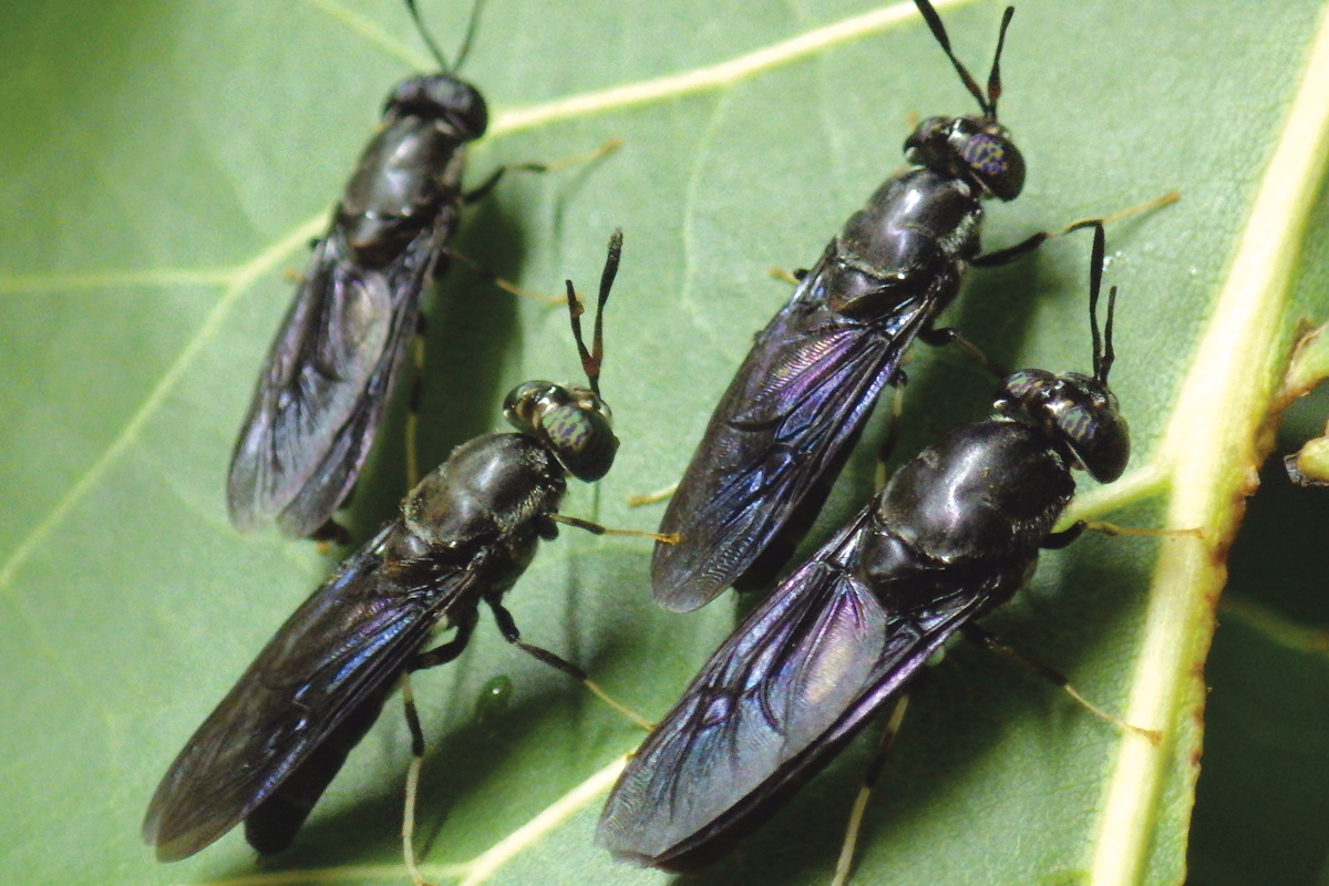 Often mistaken for wasps, black soldier flies are harmless to humans and found worldwide. Amy Dickerson photo