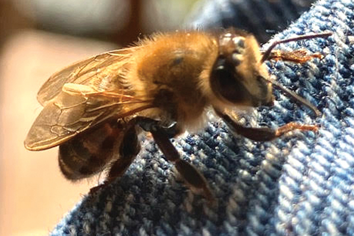The program, held next month, will focus on beekeeping in the region. 