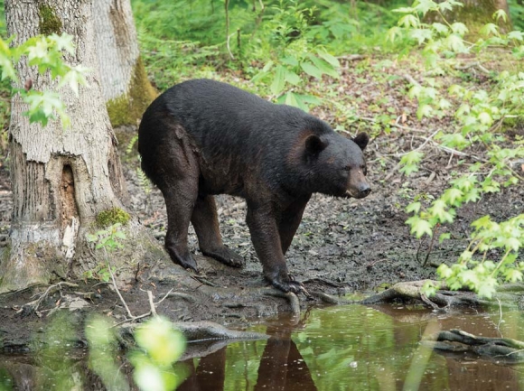 Bear activity high in some areas