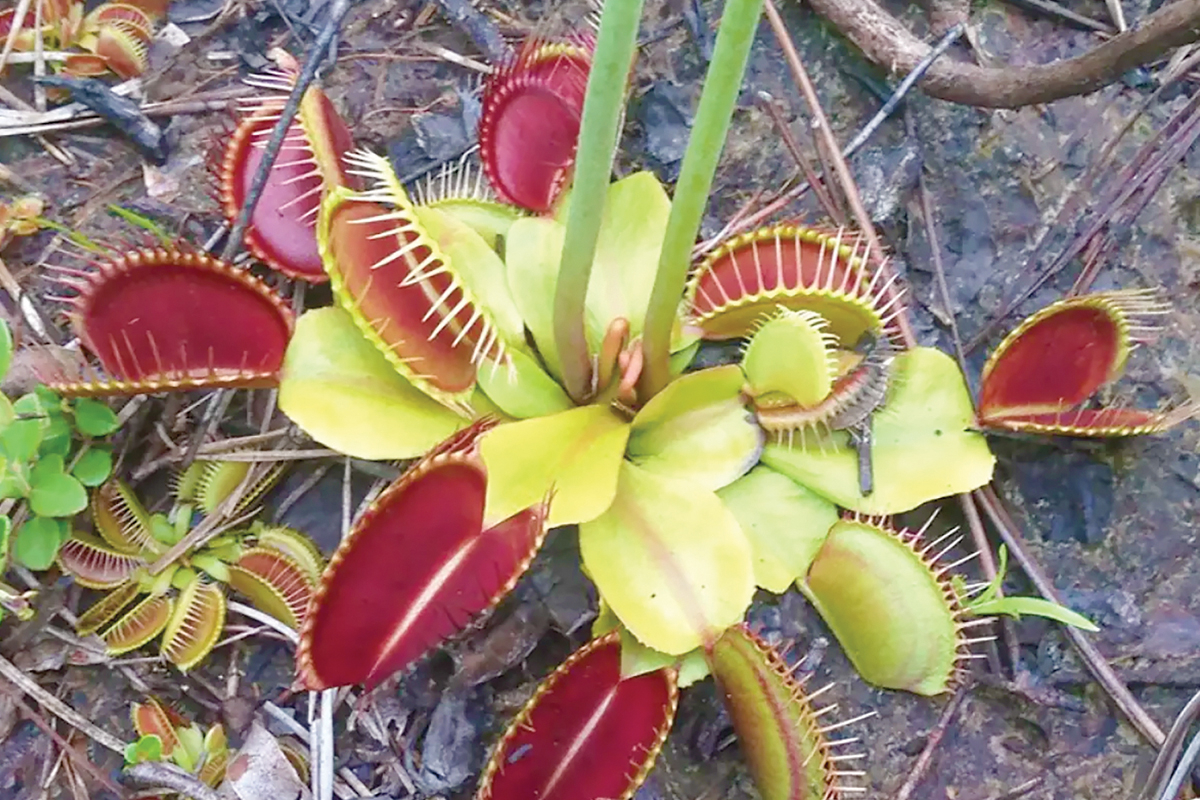 A Venus flytrap plant displays deep red traps. Dale Suiter photo 