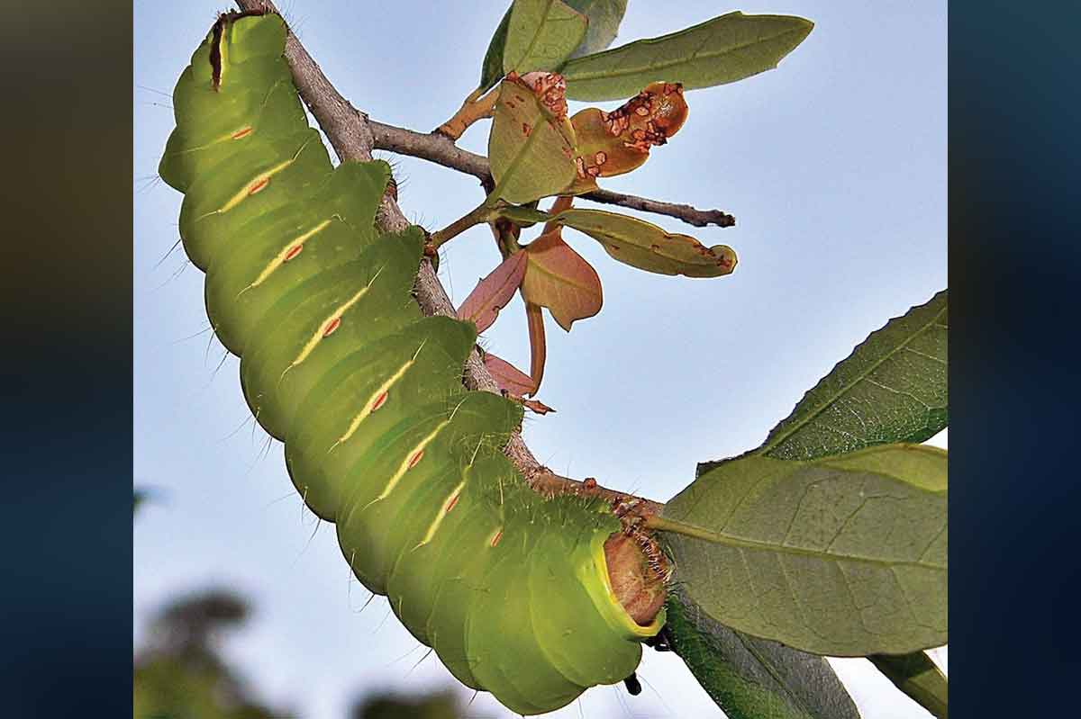 The polyphemus moth caterpillar is one of more than 1,000 species of caterpillar supported by oak trees, a keystone tree species. There is no other plant genus that comes close to that number; tulip trees, by comparison, support only 21 species of caterpillar. So, it’s important to choose keystone species to plant on your property in order to positively affect the biodiversity crisis. Bob Peterson photo