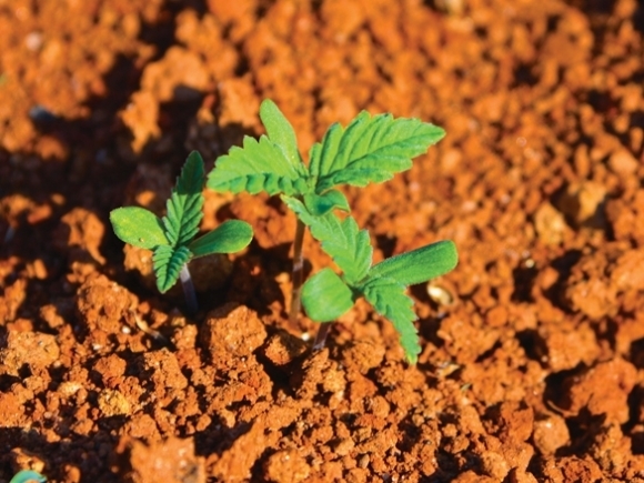 Tiny hemp seedlings sprout at the North Carolina Department of Agriculture and Consumer Services&#039; Mountain Research Station in Haywood County in July, 2017.