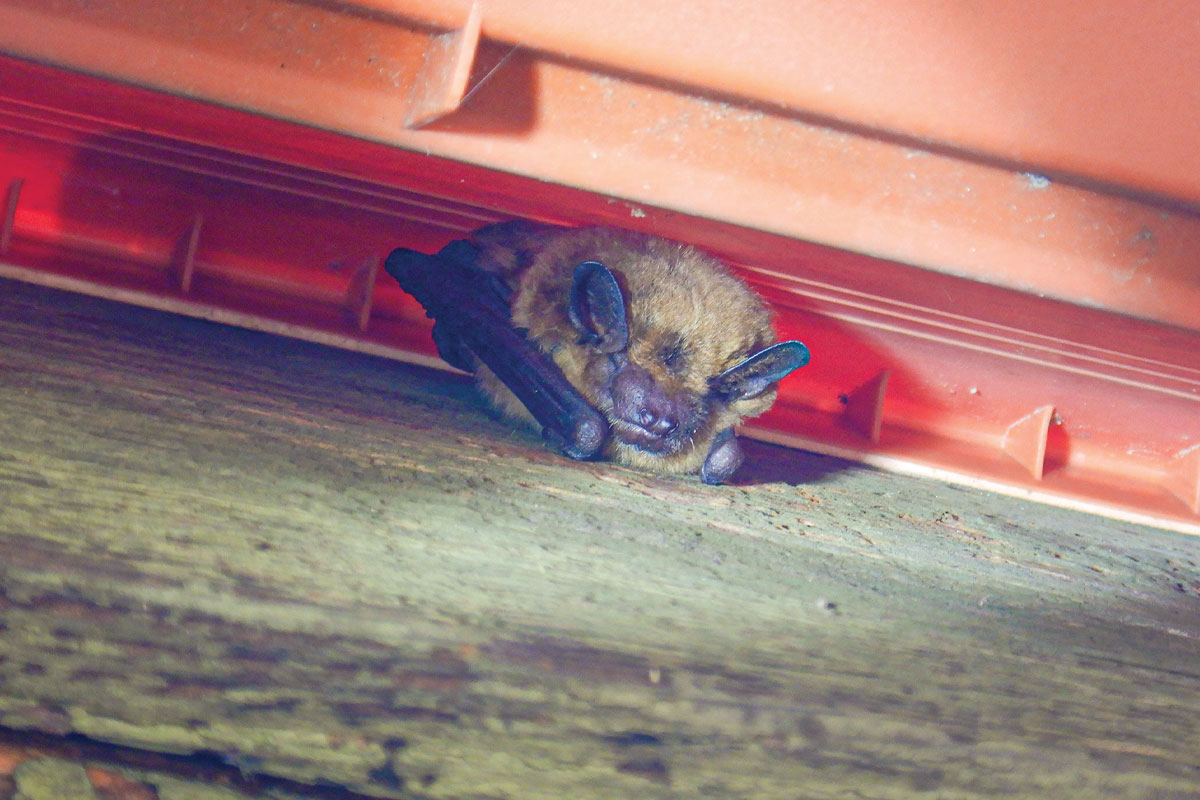 Bats are likely nearing their pup-rearing season. Donated photo