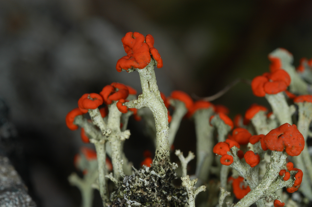 Commonly known as British soldiers lichen, Cladonia cristatella is a lichen with a long scientific history, having been first described in 1858 by American botanist Edward Tuckerman.