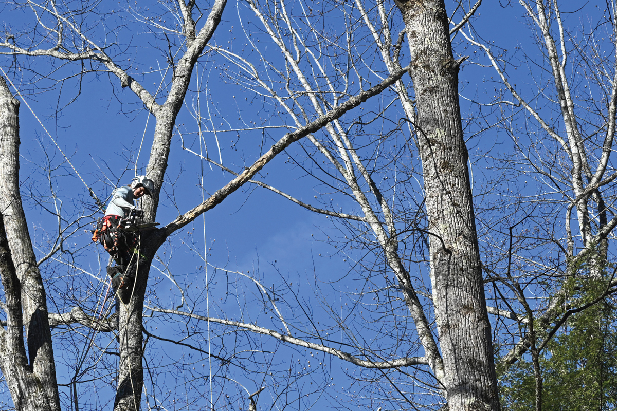 A blue winter sky offers plenty of light as tree crew member Colyn Petty prepares to saw away a dead branch from a tree in Elkmont Campground. 