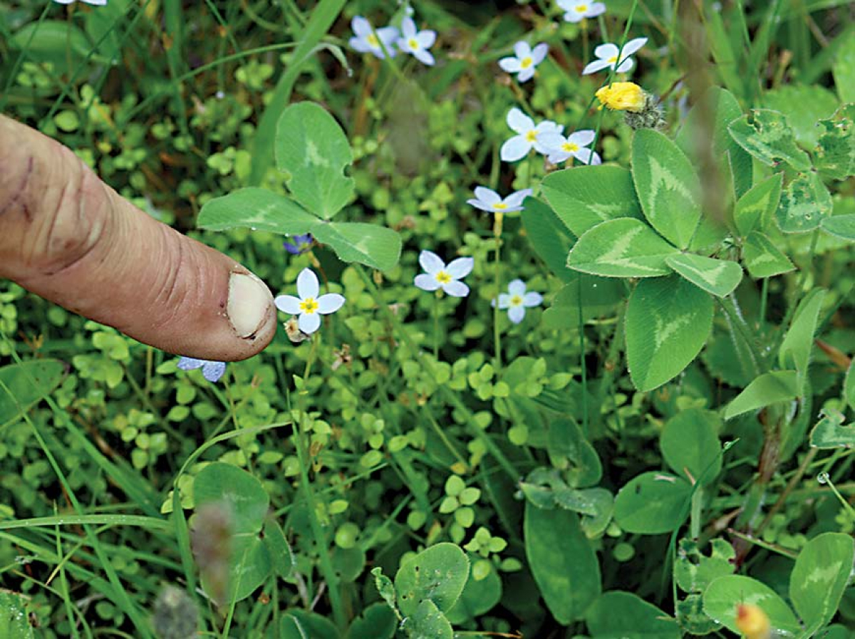 Whiteoak Sink group size limited for wildflower viewing