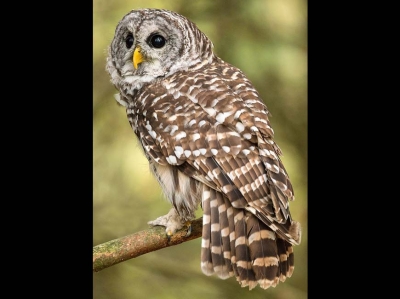 Cherokee had high regard for owls