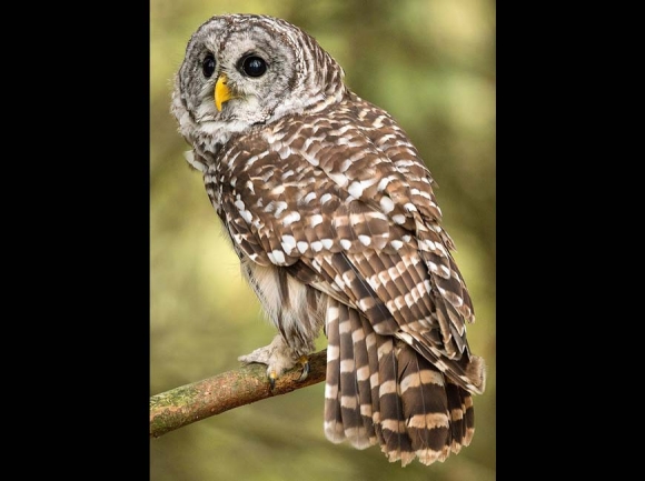 Barred owl. Peter K. Burian photo