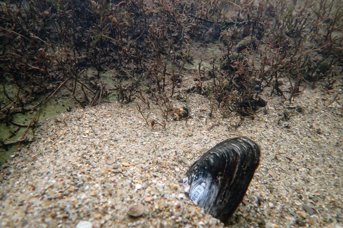 A released spike mussel settles into the sediment in Abrams Creek. 