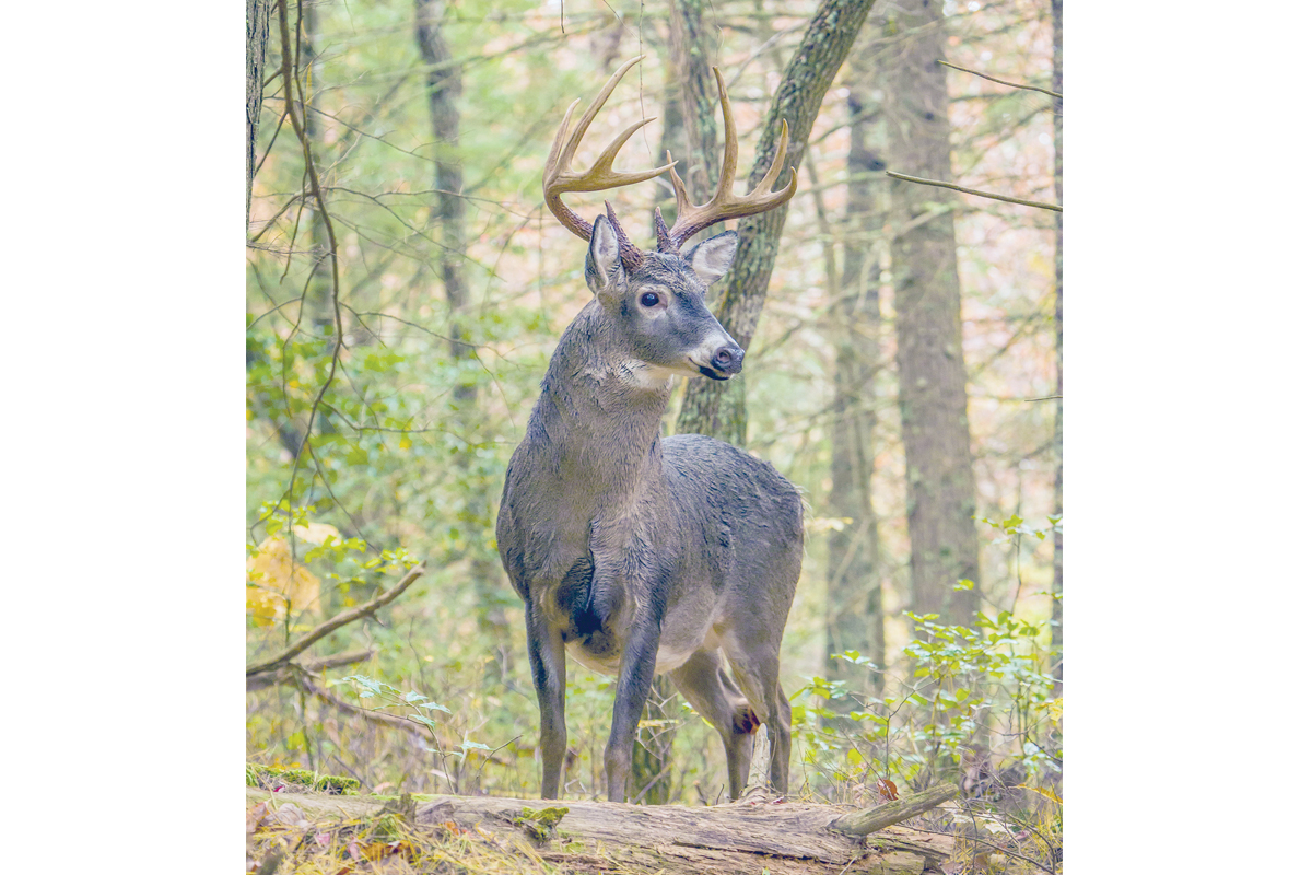  The WRC is offering six seminars on  several different topics, including deer hunting and deer processing. File photo 