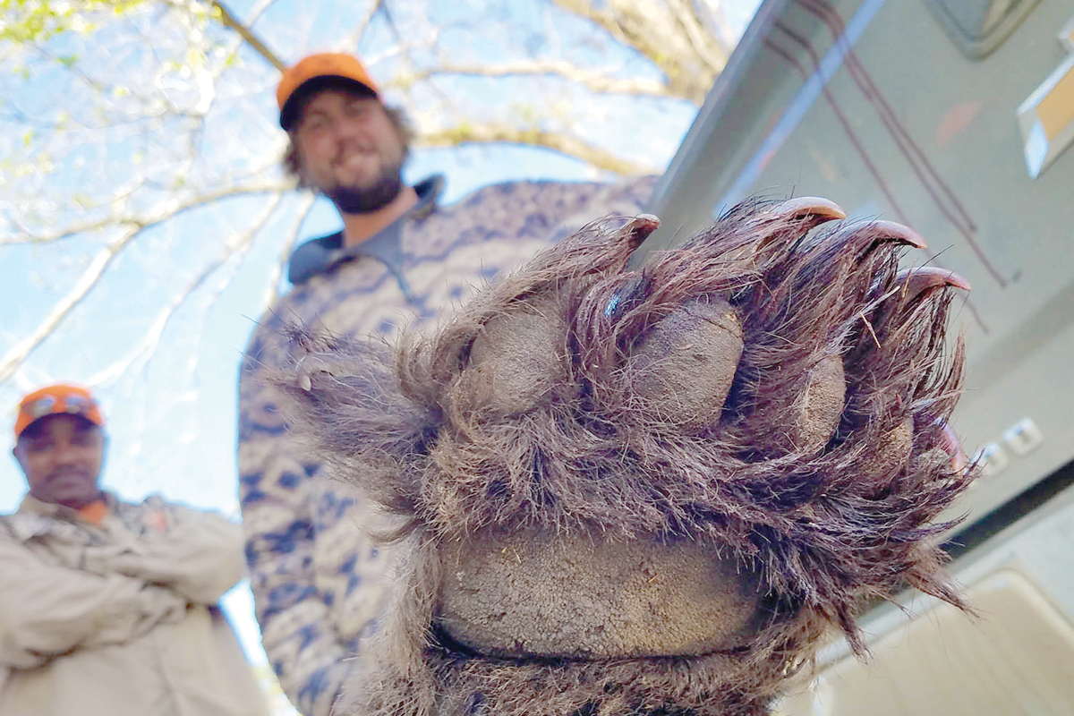 A record 4,056 bears were harvested in North Carolina during the 2022 bear season. NCWRC photo 