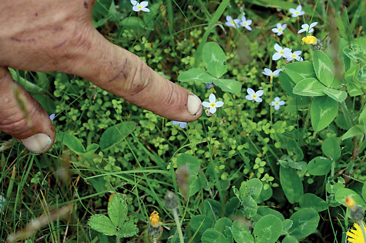 Naturalist to speak on spring wildflowers
