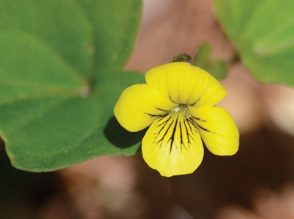 A yellow violet displays and early spring bloom. Holly Kays photo