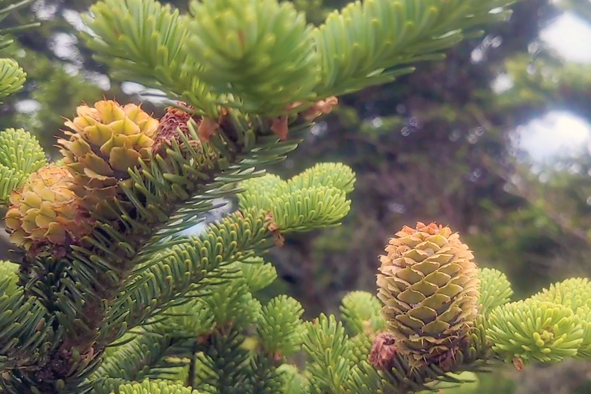 Fir trees like these have rounded needles that are soft to the touch, unlike the pointed ends of the spruce. Adam Bigelow photo
