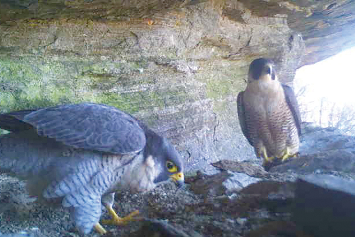 The climbing route closures give the nesting pair a needed buffer while allowing climbing in other areas. Donated photo