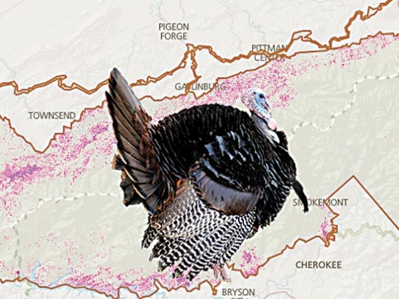 Species mapper unveiled in the Smokies