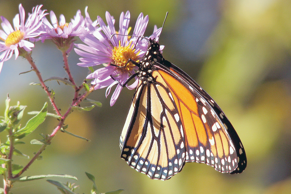 Monarch butterflies may fly thousands of miles during fall migration. File photo