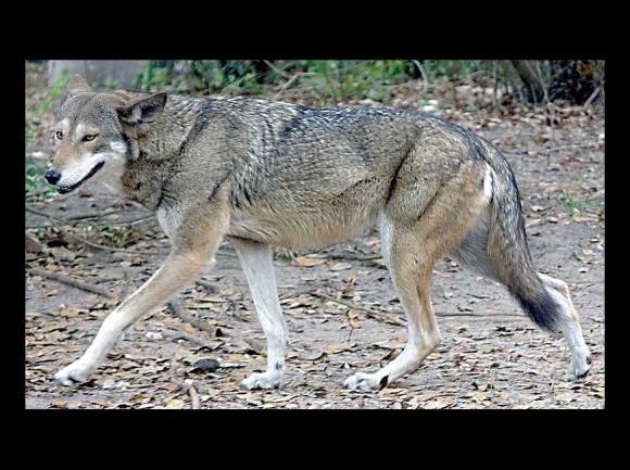 Red wolf. creative commons photo