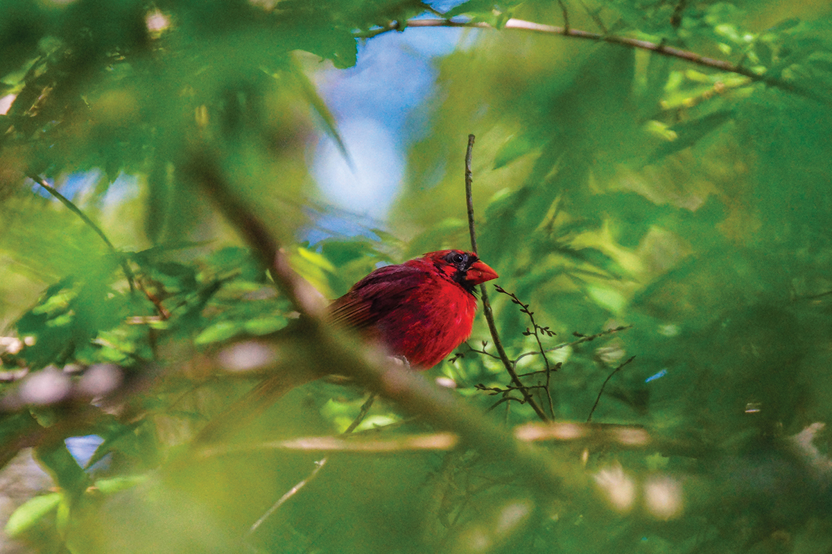 Join Franklin Bird Club for Macon County walks