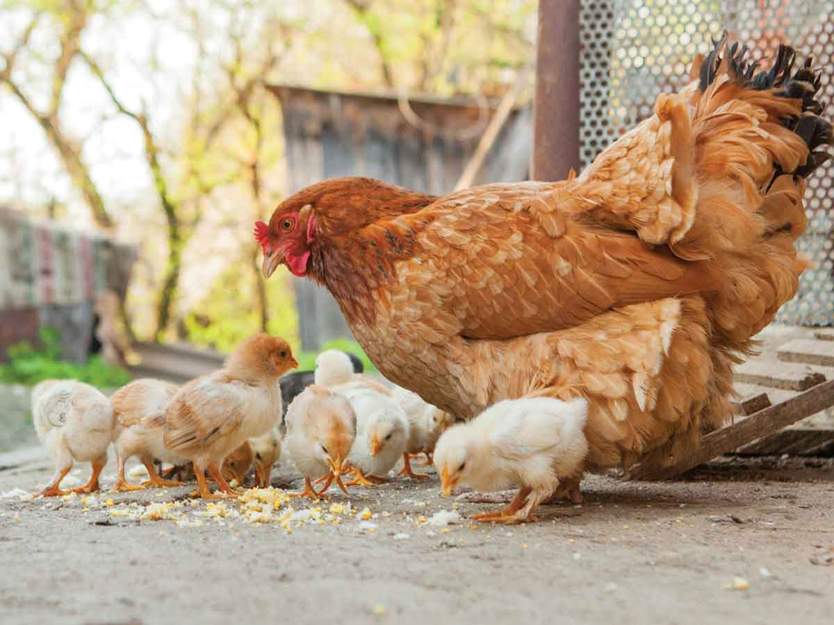 Poultry events suspended due to bird flu