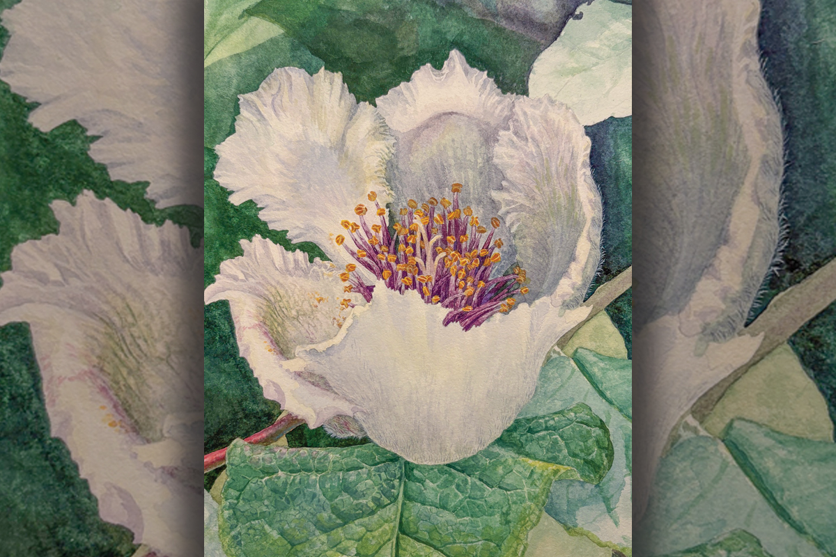 ‘Visitors’ by Aster Ayer. 