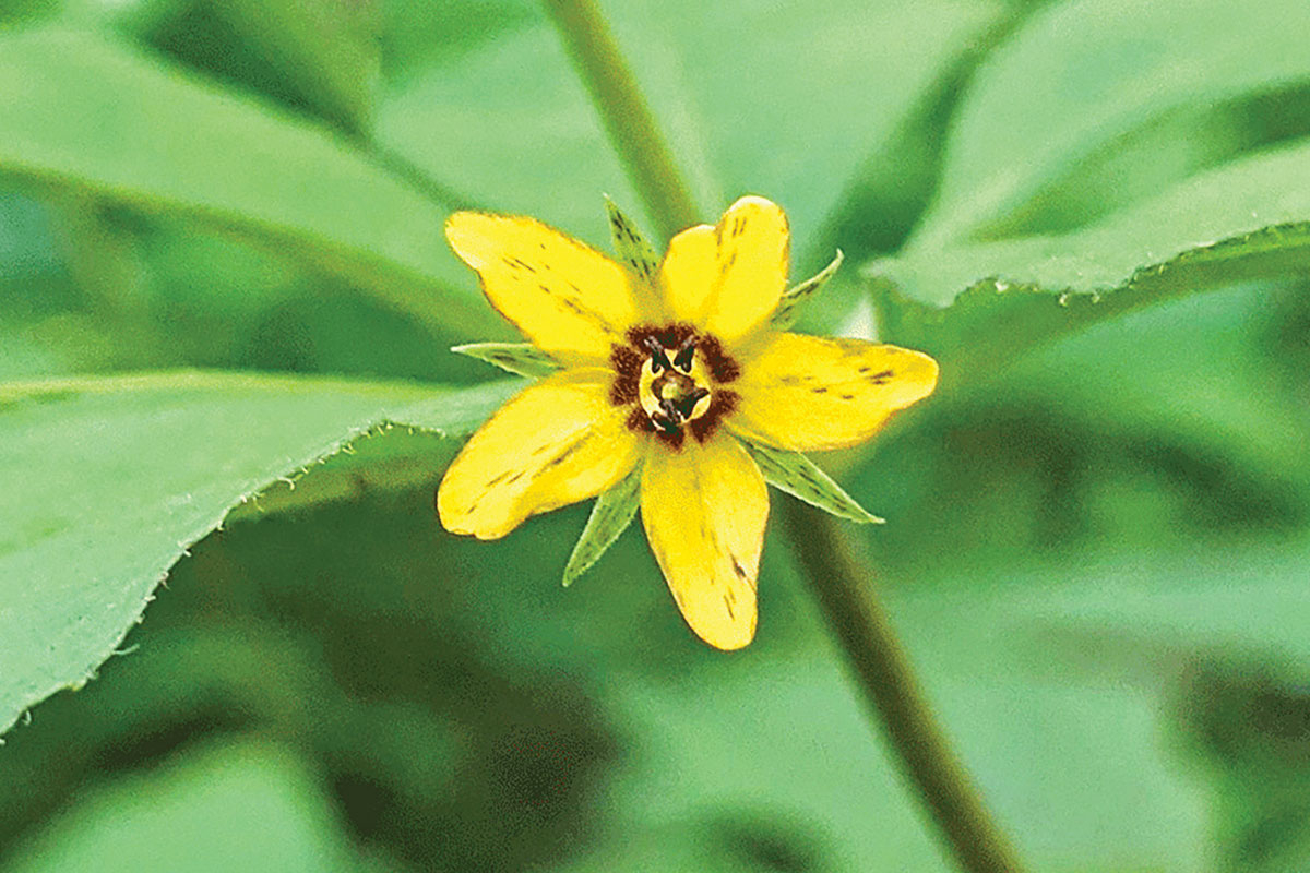 The whorled loosestrife grows in full sun and partial shade under deciduous trees. Adam Bigelow photo