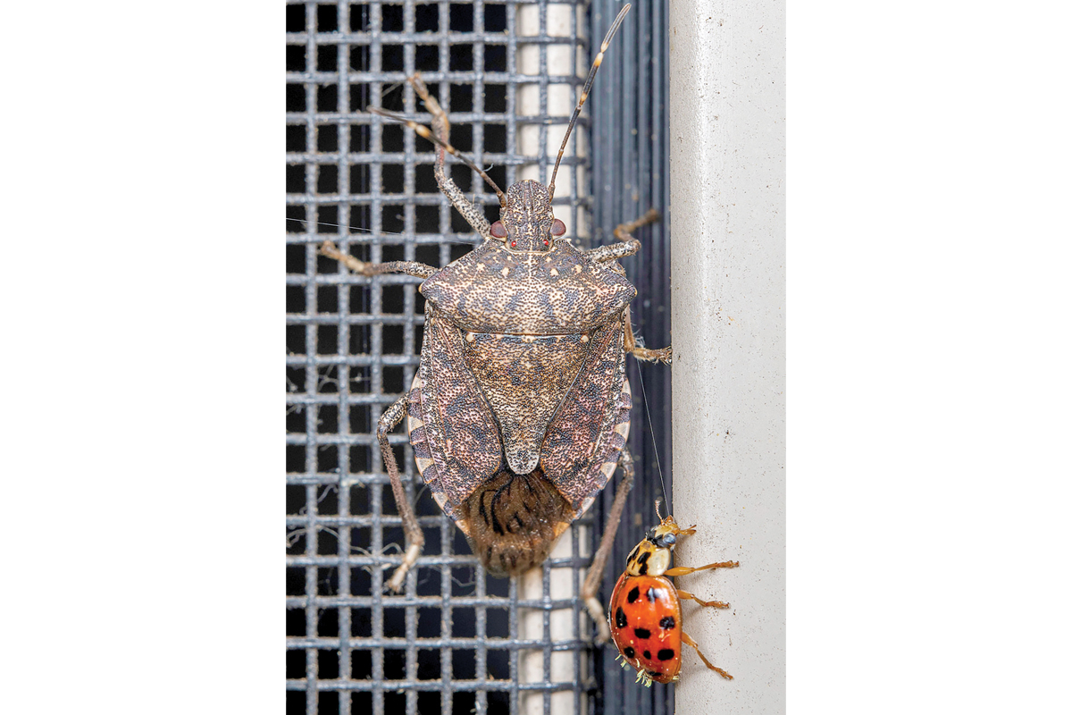 A brown marmorated stinkbug clings to a screen door beside another invasive insect, the Asian lady beetle. Fred Coyle photo.