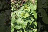 Notes from a plant nerd: Invasive Plants