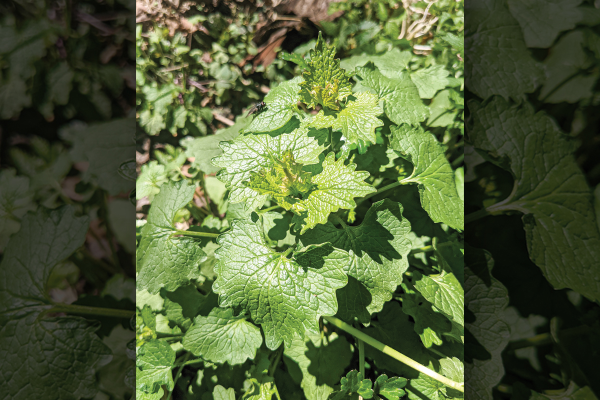 There are a lot of misconceptions about invasive plants and how they should be handled. Adam Bigelow photo