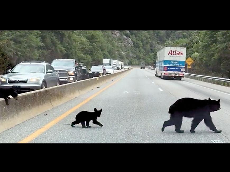 A mother bear and her cubs make a dangerous journey across Interstate 40. Susan Detwiler photo
