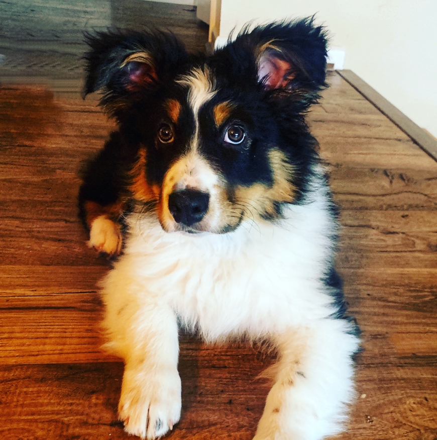 The Australian Shepherd: What You Will Need To Know As An Owner - SitStay