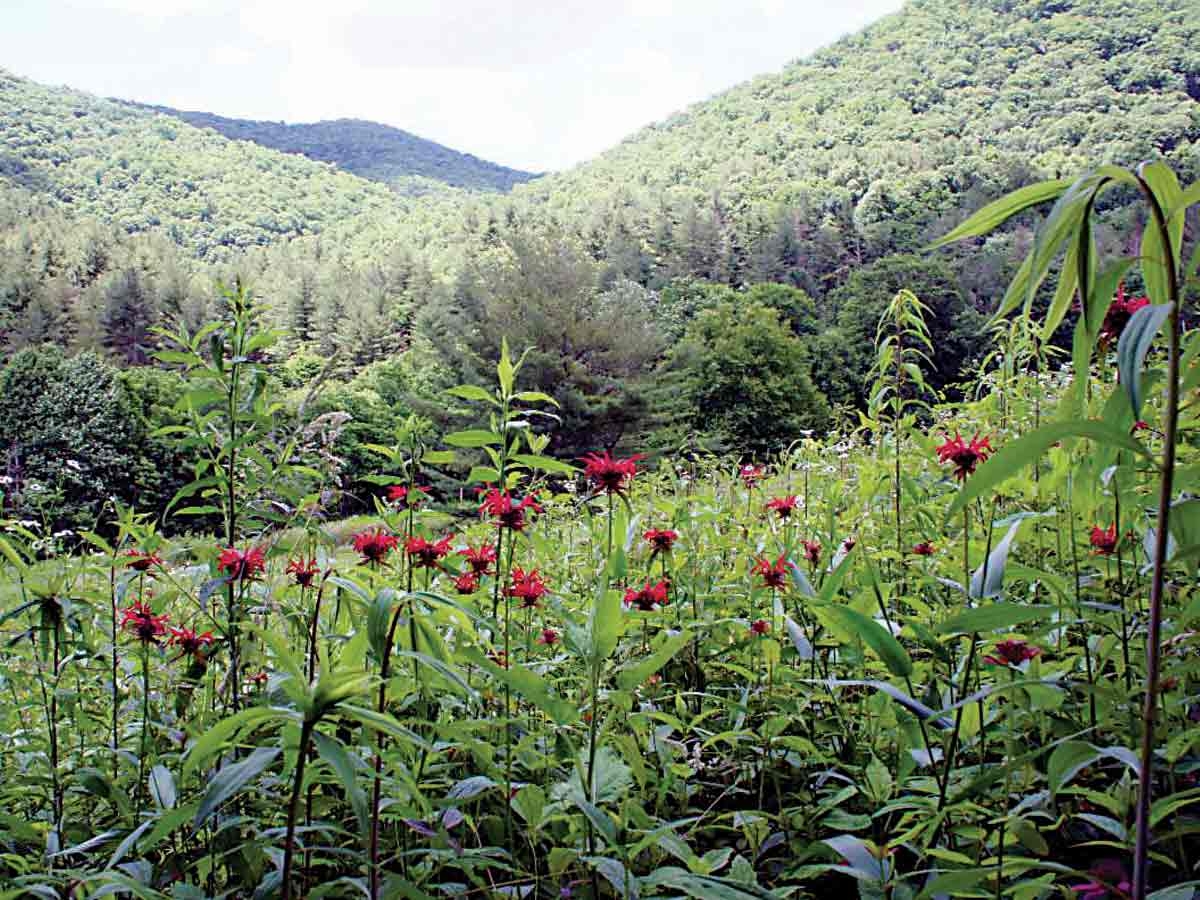 Mainspring Conservation Trust photo