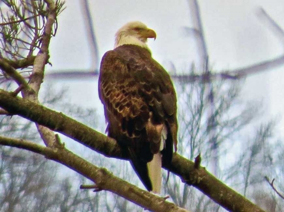 Eagle at the nest from early this winter. Don Hendershot photo