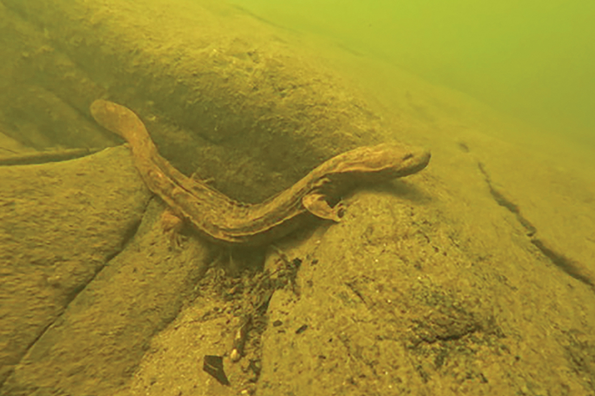 Historically, eastern hellbenders have been documented in 626 populations. Recent data indicate only 371 of these populations (59%) remain. Donated photo