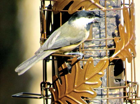 These common backyard feeders apparently have a lot to say. Don Hendershot photo