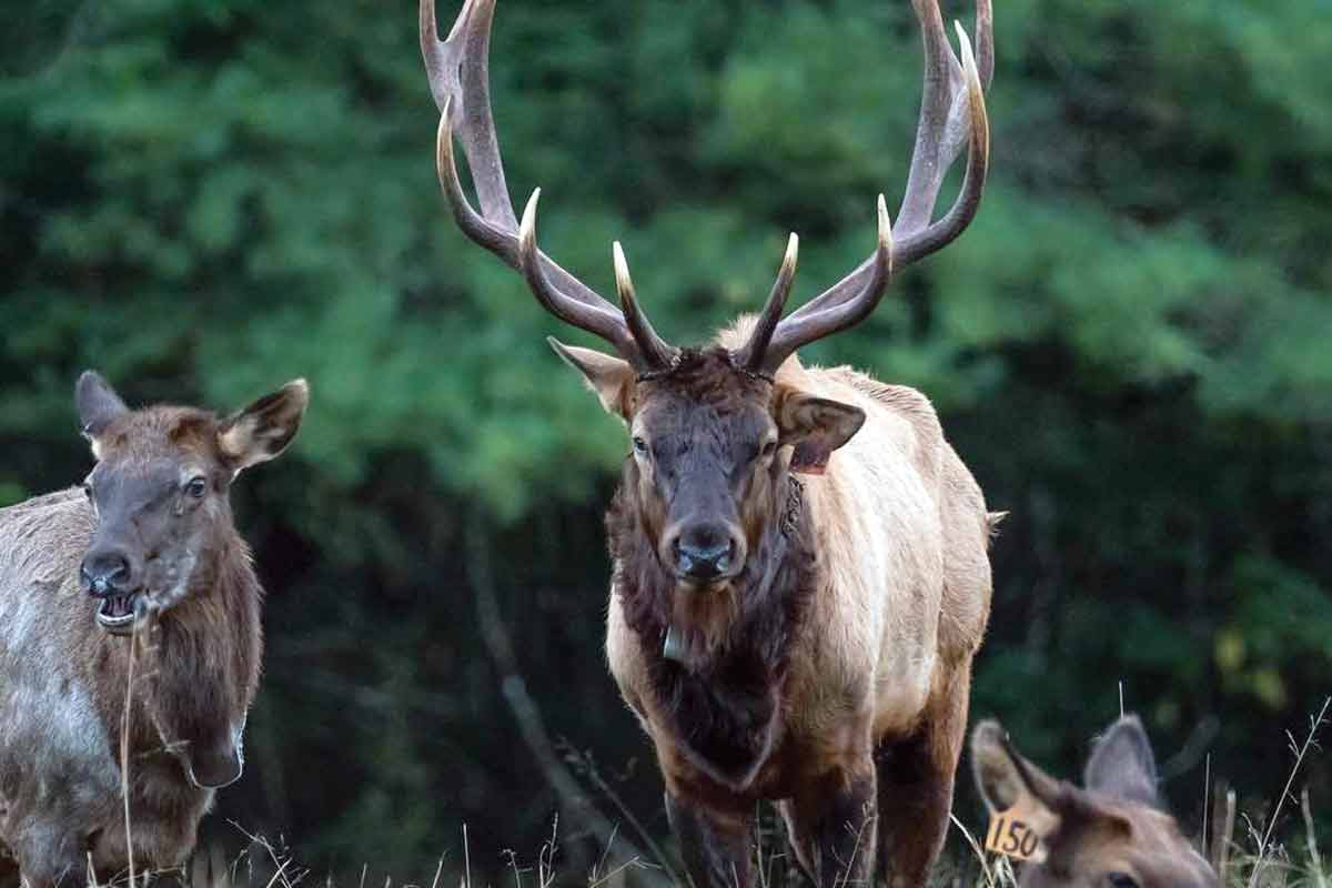Chronic wasting disease affects cervids, a group of animals that includes deer and elk. File photo