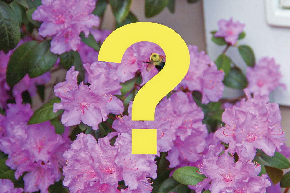 Haywood Master Gardeners host plant clinic