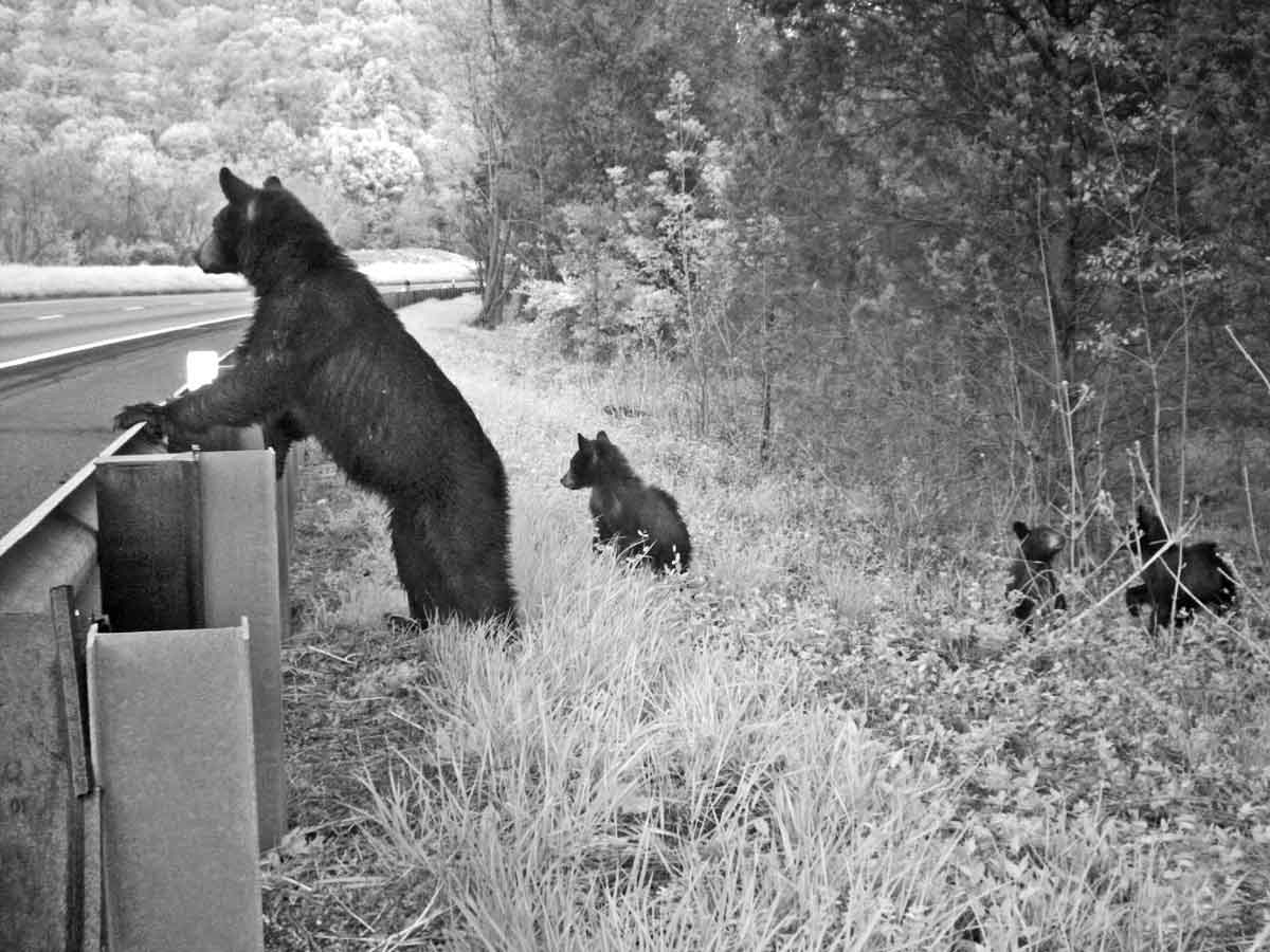 Symbolic of the risk–reward situation that bears must face when there is a critical need for them to search for food, security, dispersal or breeding, a female bear looks for the best opportunity to cross as her cubs surround her at the guardrail on I-64 in Virginia near the top of Afton Mountain where the Shenandoah National Park and the Blue Ridge Parkway meet.   Bridget Donaldson, Virginia Transportation Research Council photo