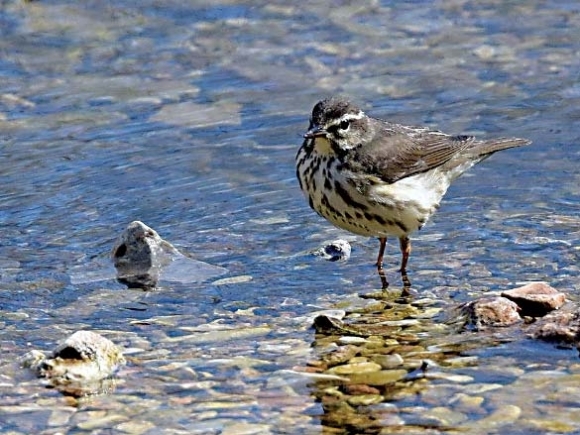 The Naturalist&#039;s Corner: It really is spring