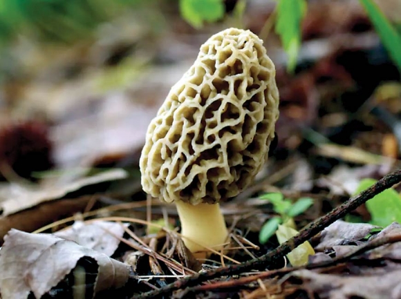 Morel mushroom.
