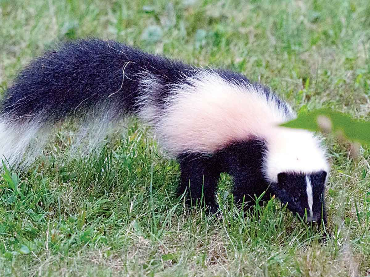 While all skunks have black and white coloring, the specific pattern can vary significantly between individuals. Fred Coyle photo