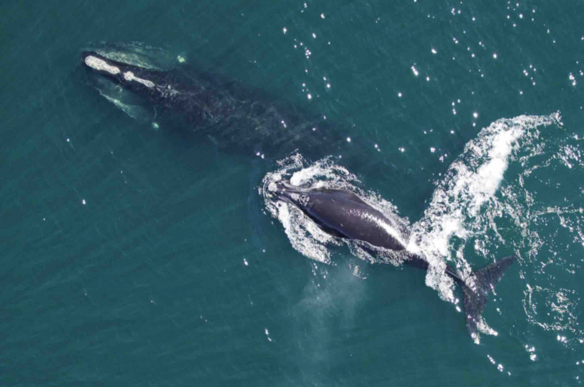 A North Atlantic right whale and calf. Photo courtesy of NOAA Fisheries.