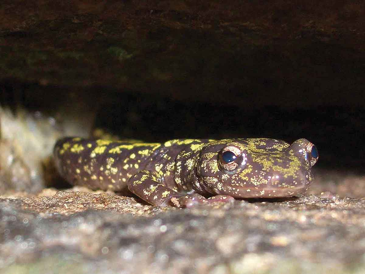 The rare green salamander requires moist, rocky habitats like those found on Brushy Mountains. Lori Williams/NCWRC photo