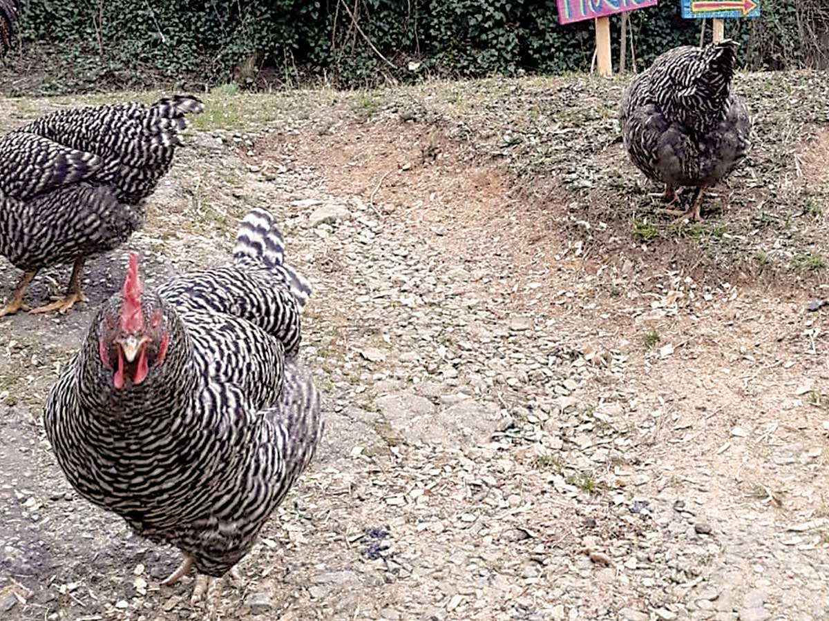 A few members of the chicken flock at Jackson Arts Market. Jackson Arts Market photo