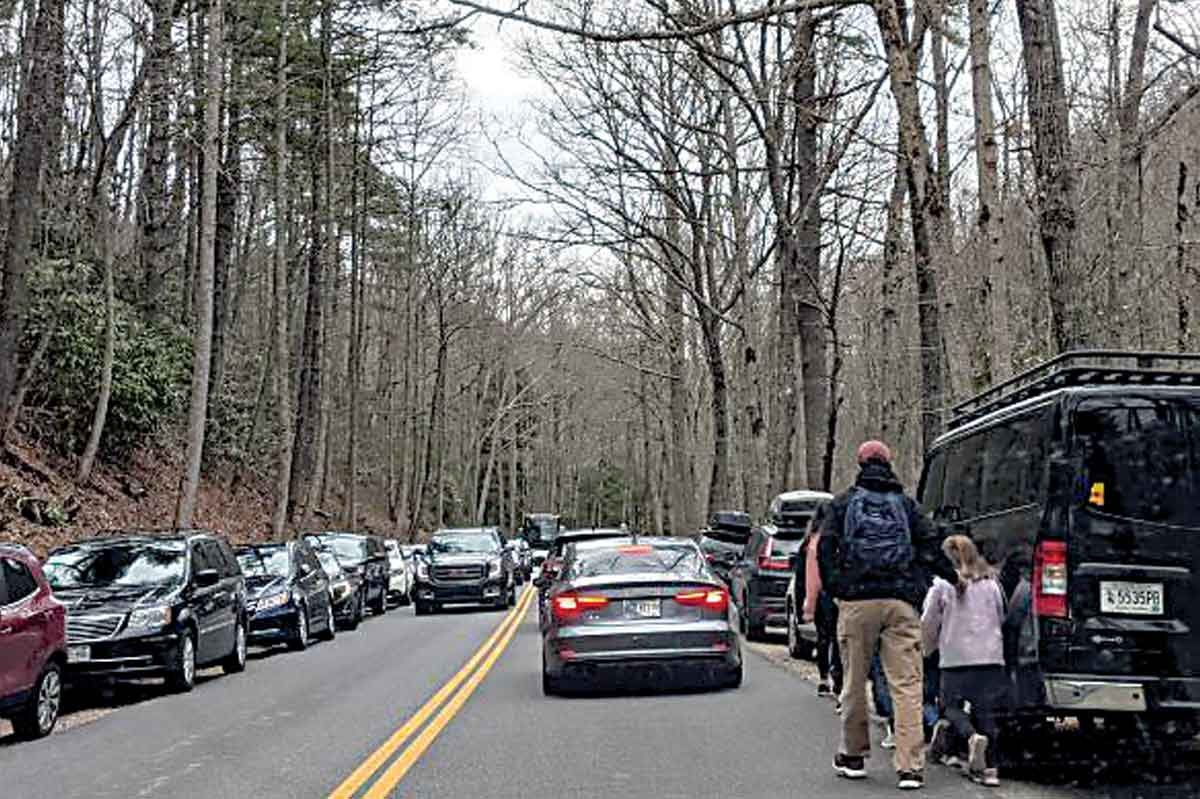 Cars parked along the road near Laurel Falls Trailhead damage the vegetation trying to grow there. NPS photo 