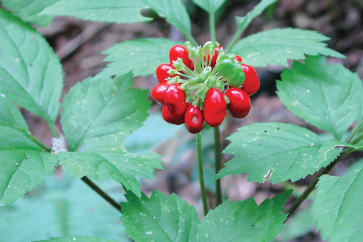 Pause on ginseng harvesting continues in WNC national forests